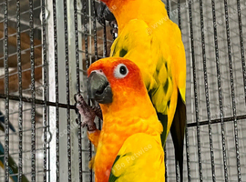Sun conures pair