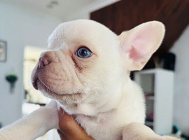 French Bull Dog Puppies