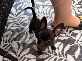 Chihuahua boy