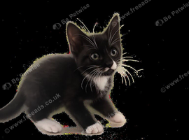 Black and white kitten