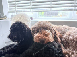Labradoodle puppies ready now
