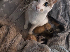 4 kittens for sale