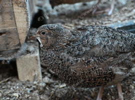 Japanes Coturnix Quails available