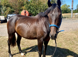 10yo, 16.1hh, fun & safe gelding