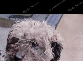 Bedlington cross jack