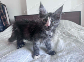 Gorgeous female maincoon smoke tortie