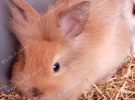 Lionhead cross mini lop babies