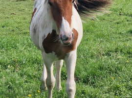 10 month cob