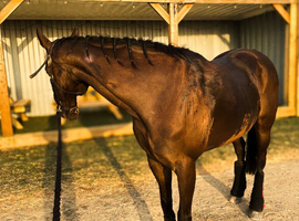 Wanted 14hh - 15.3hh