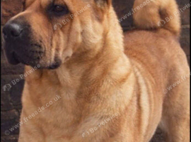 Shar pei Cross rottweiler is dad and mum is Staffordshire bull Cross English bull