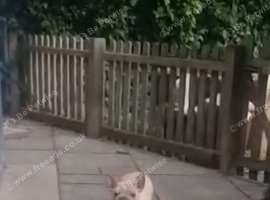 Female French bulldog