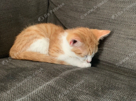 Male Kitten for sale