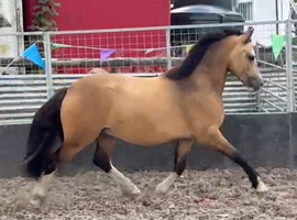 **** LOT 87 BRECON*** SMART REG SEC C****