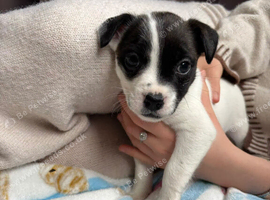 beautiful pup ready for their forever home