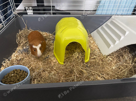 2 Friendly Guinea Pigs Looking for a Loving Home Pair of Adorable Guinea Pigs for Sale