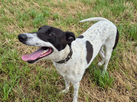 Greyhound whippet male 14 months