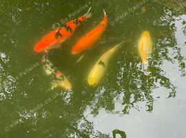 5 Koi and 1 White Gold fish for sale.