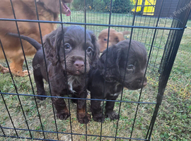 Countryside raised cocker spaniel puppies