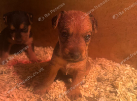 Border terrier