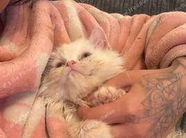 White Male Persian Chinchilla