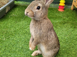 Mini Lop Mix Female Rabbit - LAST ONE AVAILABLE