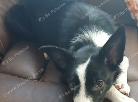Border collie