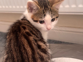Kitten