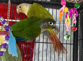 Baby conure Glasgow