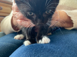 Kitten for sale