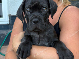 Cane corso puppy