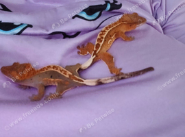 Grested Geckos