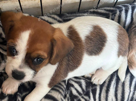 Jug is ups for sale 2 female