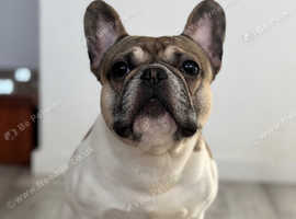 Pied French bulldog for stud