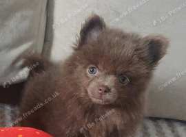 Beautiful lilac tan pomeranian girl