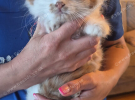 Wee fluffy female