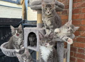 Maine Coon TICA registered Champiom Bloodline Kittens for Sale