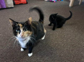 Black Kitten &ndash; 9 weeks old &ndash; Looking for a loving home