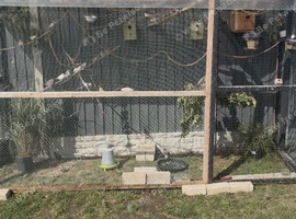 Zebra finches looking for new home see description