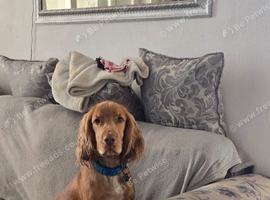 Show cocker spaniel
