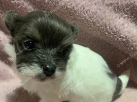 FRITZ & ROULETTE - Exceptional White Chorkie Boy & Girl with Grey Manes, from 5-Gen KC Reg. Chihuahua Sire