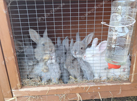 Netherland dwarf x mini lop baby rabbits