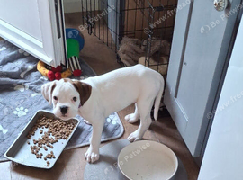 Boxer  puppies forsale