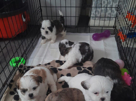 6 lovely and playful shih tzu puppies