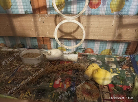 Available Ready Now Tiny Button Quails Group Trio 1 x boy and 2 x females &pound;29