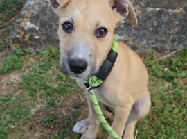 Puppy