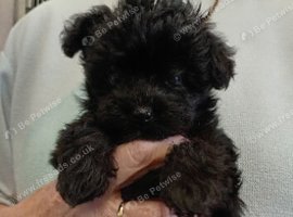 Yorkiepoo pups