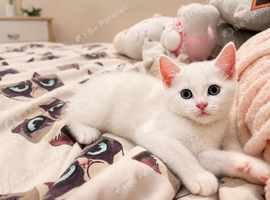 Pure white kitten for sale!