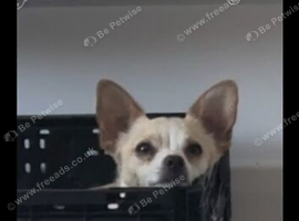 Male Chihuahua, poppy ready for a new home