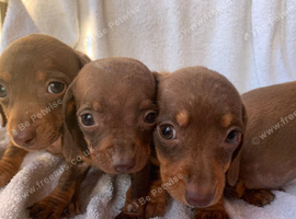 Miniature dachshund puppies