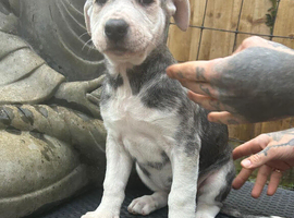 Puppy corso  terrier mix